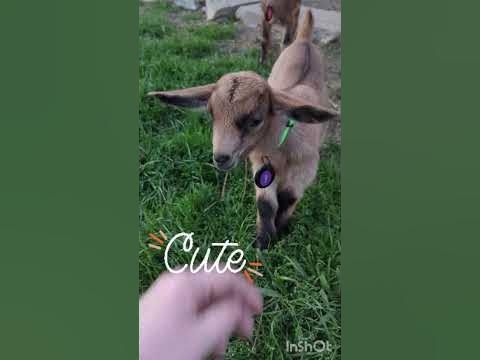 Did you SEE these EARS?!? - YouTube Did you SEE these EARS?!? - YouTube