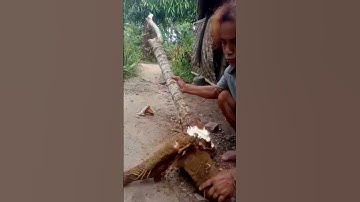 Panen Singkong Sambung Pucuk dengan Singkong Karet,#meme #video #comedy #viral #viralvideo