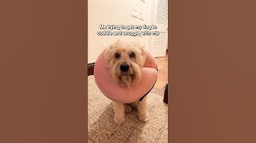 Trying to Get My Dog to Cuddle Be Like 🐶 @TheJessiiShow #TheManniiShow.com/series