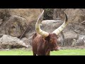 ANKOLE