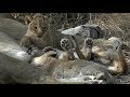 SafariLive - The Nkuhuma lion cubbies are so adorable!