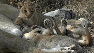 SafariLive - The Nkuhuma lion cubbies are so adorable!