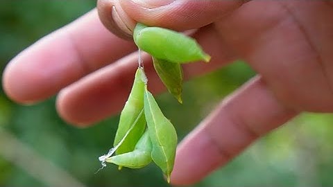 Nhộng Sâu Muồng | Tôm Rừng Tây Nguyên