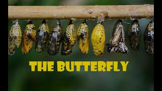 'The Butterfly a short  Inspirational Story