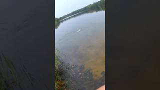 Щучий карьер. Очень много мелкой щуки.#fishing #shortvideo #shorts