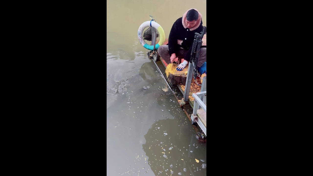 Splashing Koi Fun - Pond Live | 水しぶき鯉の楽しみ - 池ライブ 2026-01-24 