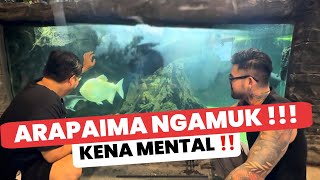 INSANE‼️MONSTER ARAPAIMA GOES BERSERK IN AUDREY KING OF THE JUNGLE'S MEGATANK