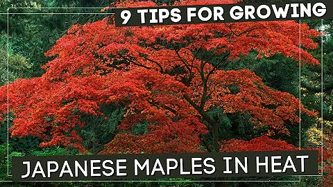 Must Know Tricks For Growing Japanese Maples In He...