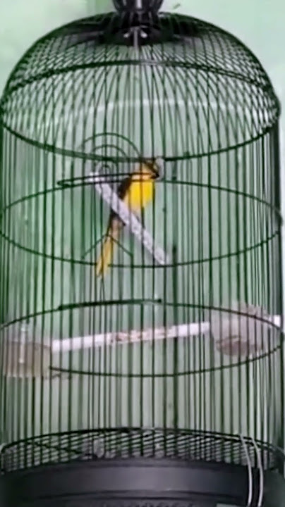 Burung Masteran Langka 💥 Burung Mantenan Gunung Gacor, Suara Jernih & Merdu.. #shorts #mantenangacor