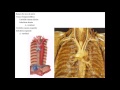 VÍDEO AULA SISTEMA ARTERIAL PARTE 1   RAMOS DA AORTA ASCENDENTE E ARCO DA AORTA