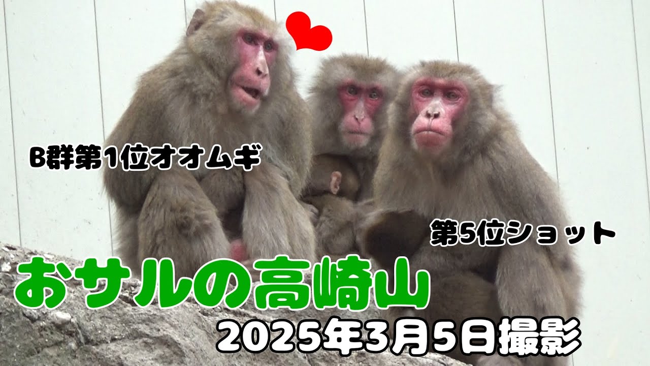 おサルの高崎山 2025年3月5日撮影 - YouTube