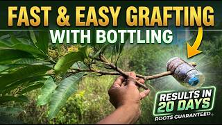 How to Graft Mango Tree with Plastic Bottle: Fast Roots in 20 Days!