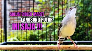 CIBLEK SEMI GACOR AMPUH UNTUK PANCINGAN CIBLEK BAHAN DAN MASTERAN CIBLEK MACET SEKETIKA NYAUT