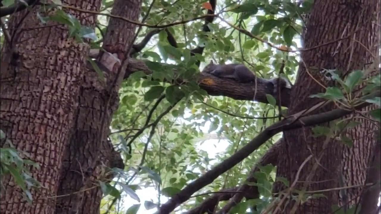Squirrel "Lock Jaw" Resting in the Tree YouTube