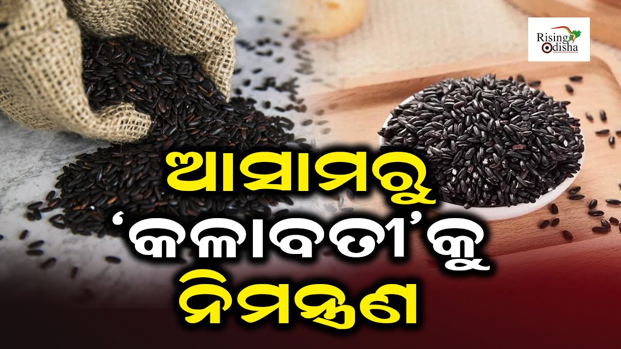 Koraput's Indigenous Rice Variety 'Kalabati' To Be Available Soon In Assam Kala Jeera Rice