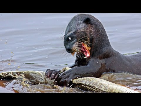 Vidéo: Les loutres de mer sont-elles agressives ?