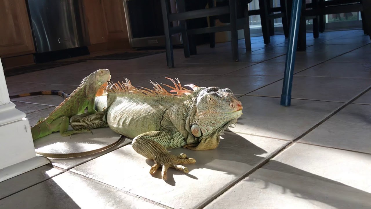 FREE ROAMING HOUSE IGUANAS ! YouTube