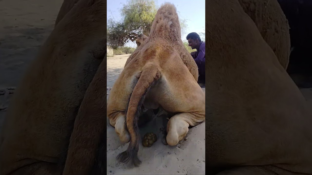 Camel Enjoying video #shorts