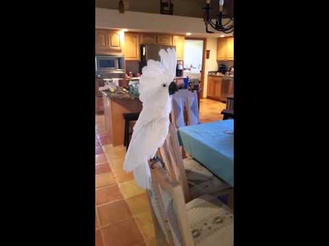 Bird headbangs to Guns 'n Roses