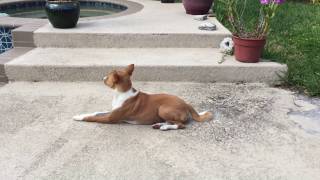 Graham And Ginger Relaxing By The Pool