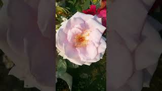 Lagerfeld Rose #shorts