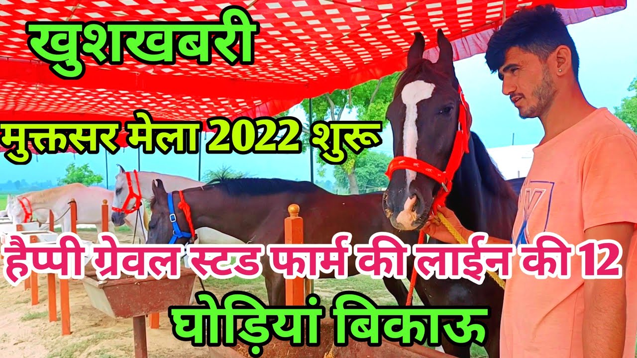 मुक्तसर माघी मेला 2022 शुरू।।12 लाईन की घोड़ियां बिकाऊ।। Marwari horse