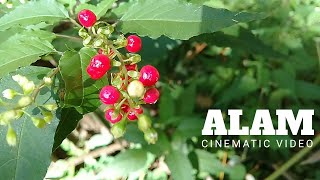 video cinematic || alam || tjinta bondowoso