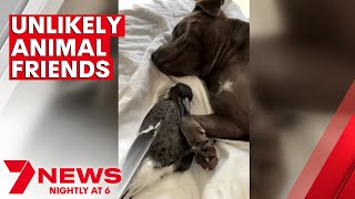 The unlikely friendship between a Gold Coast magpie and dog | 7NEWS