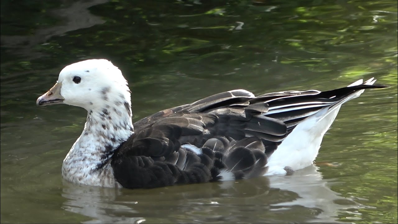 Red-breasted Goose x Ross’s Goose Hybrid