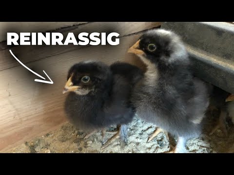Video: Aufzucht von Hühnern (das Haustier, das für sich selbst bezahlt)