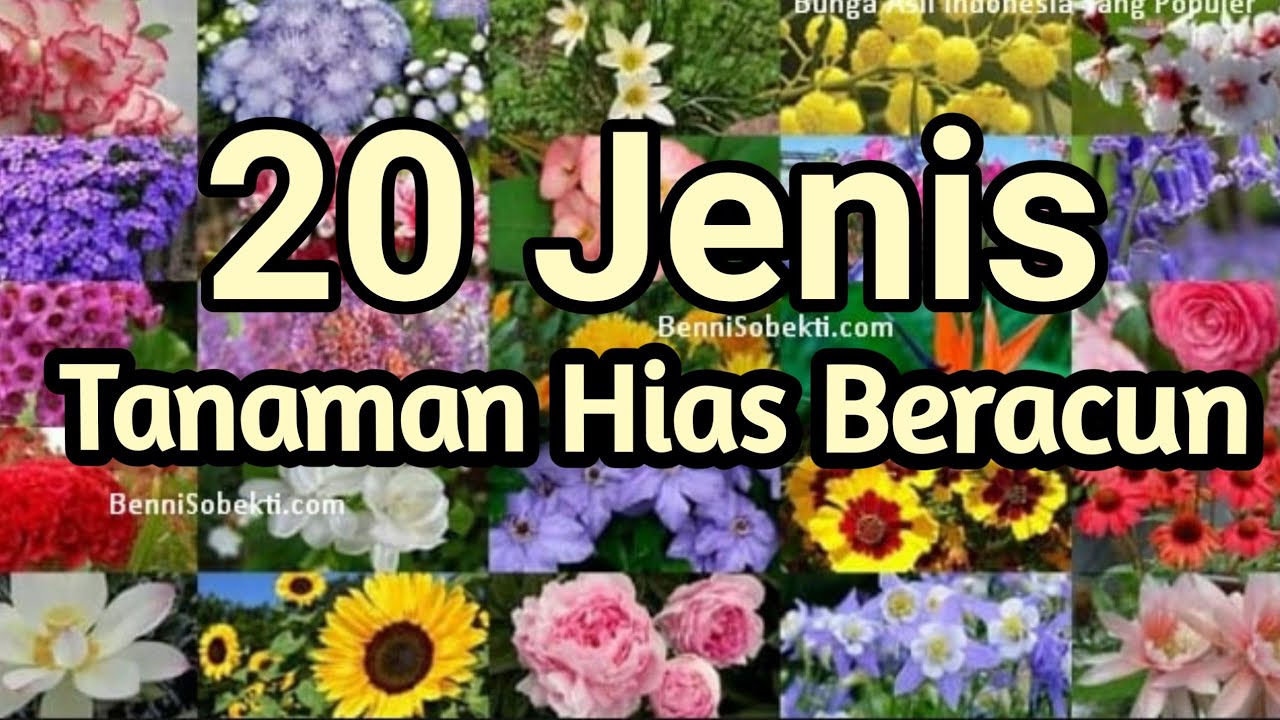 20 Jenis Tanaman Hias Beracun Yang Wajib Dihindari Youtube