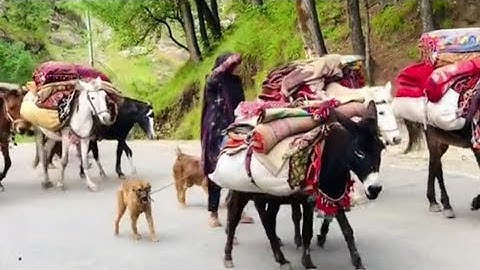 Khana badoshon ki wapsi shoro || Return of the Nomads khana badoshon ki zindagi