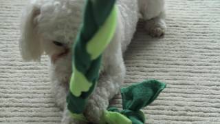 Indoor Tether Tug for Small Dogs