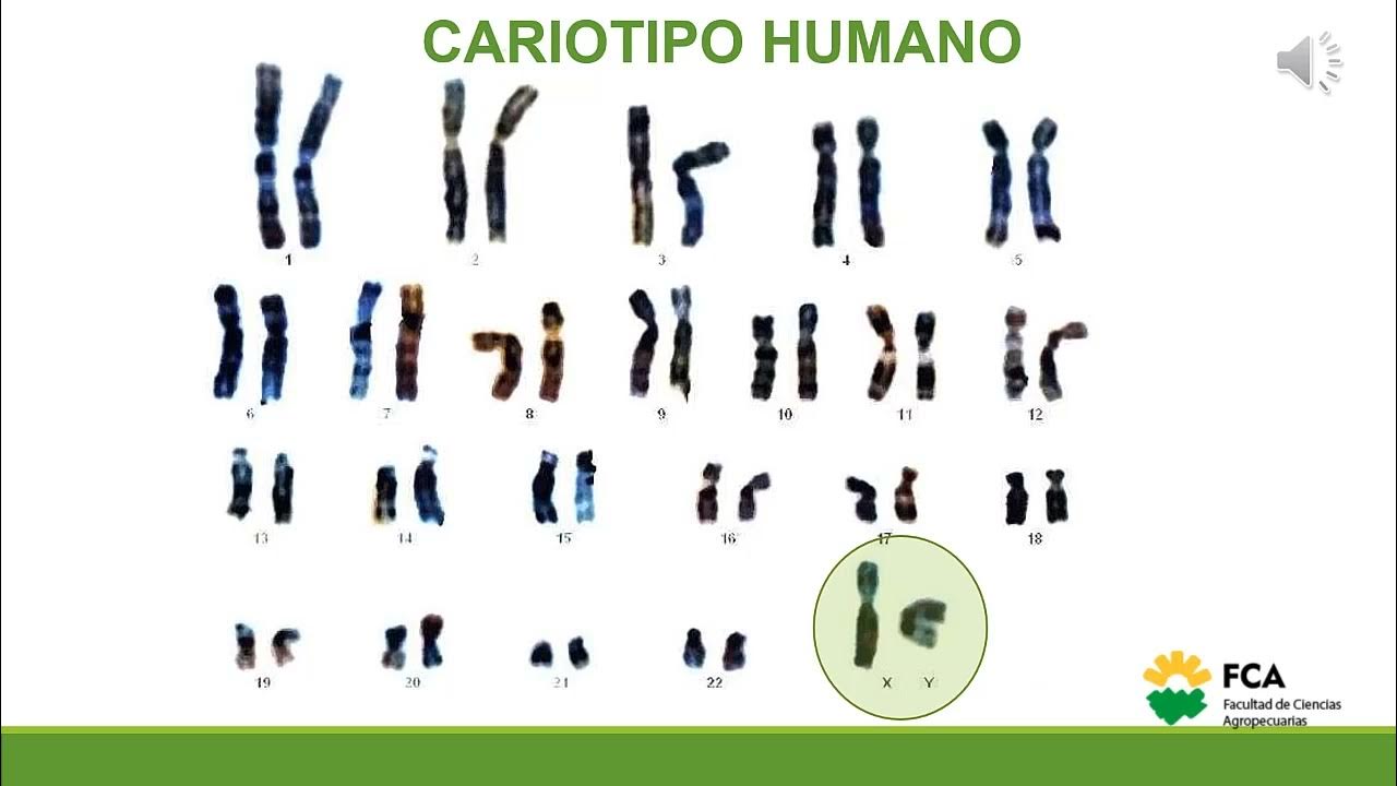 Количество пар хромосом у человека. Сколько в клетках человека содержится хромосом. Количество половых хромосом в половых клетках. Хромосомный набор в соматических клетках пшеницы 28 определите. Предел деления клеток хейфлика.