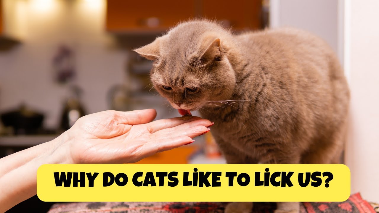 Why Do Cats Like To Lick Us? | Figuring Out The Mystery Of Cats | Cats  Knowhow - Youtube