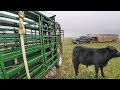 Weaning Calves as Big as Cows!