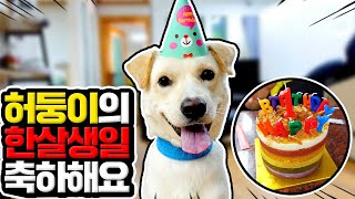 아기강아지였던 허둥이 첫번째 생일입니다! 벌써 1년이라니! (1년간의 성장기록) My Puppy's First Birthday