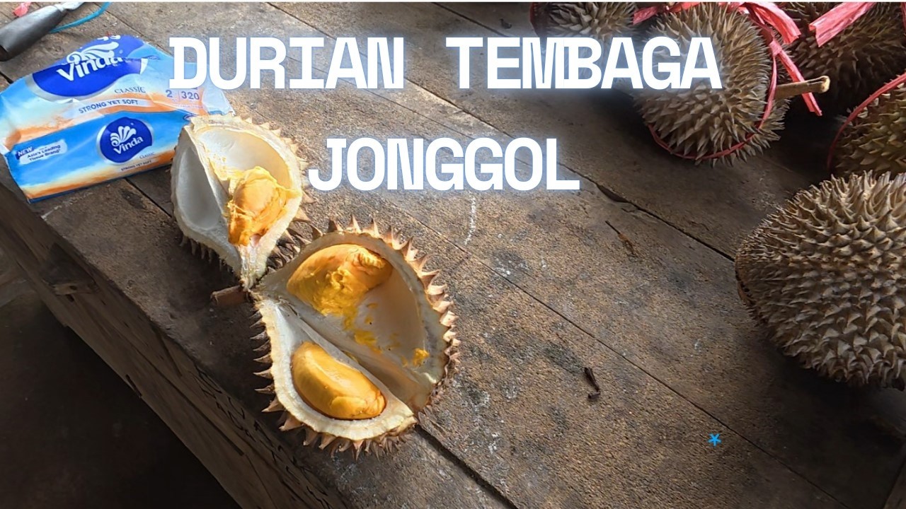 Durian Jonggol | Durian Tembaga