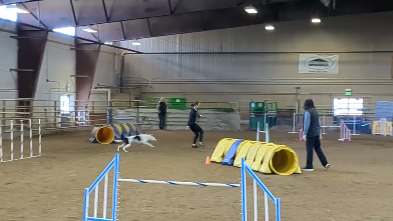 Soda: Saturday Novice Jumping