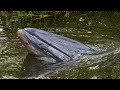 Minke whale who escaped rescue attempt becomes stuck in vines in Thames