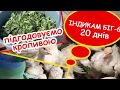 Вирощуємо індиків в домашньому господарстві. Відгодівля та подальші плани!