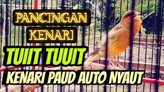 PANCINGAN KENARI CUIT CUIT INI AMPUH UNTUK MASTERAN KENARI PAUD BELAJAR BUNYI |2|