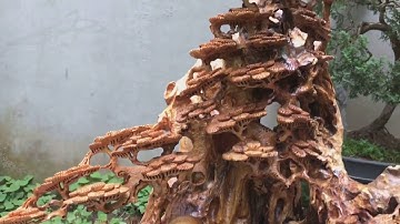 Tượng Di Lặc Ngũ Phúc Ngồi Gốc Tùng Chế Tác Từ Gỗ Bách Xanh Mộc Châu Nguyên Khối Thơm Ngào Ngạt