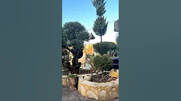 حب ام نمر لنمر 