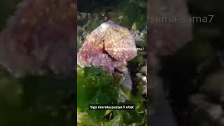 Kalau kamu pikir manusia pintar, coba kalahin gurita yang punya 9 otak! 🧠🐙