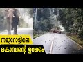 Latest Elephant attack in kerala road 2020 #elephantattack #elephantattackkerala #elephantattack2020