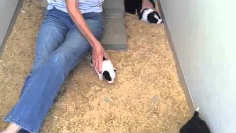 Hubert Bailey' open SDT dog, Hank and Kenda pups p...