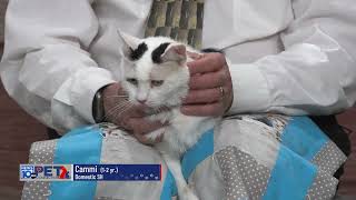 Pet Connection Cammi 5-20-25