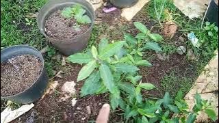 kegiatan pagi di Kebun Tin.