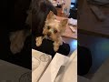 ママンに抱っこされてる斜陽さん#dog